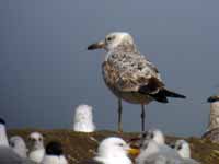 Goéland pontique Larus cachinnans