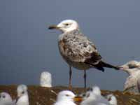 Goéland pontique Larus cachinnans