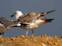 Goéland pontique Larus cachinnans