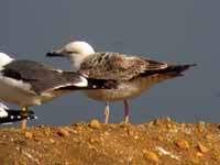 Goéland pontique Larus cachinnans