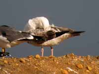 Goéland pontique Larus cachinnans