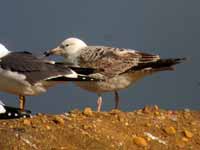 Goéland pontique Larus cachinnans