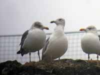 Goéland pontique Larus cachinnans