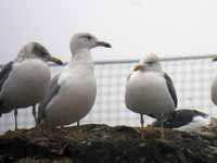 Goéland pontique Larus cachinnans