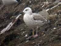 Goéland pontique Larus cachinnans