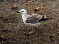 Goéland pontique Larus cachinnans