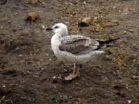 Goéland pontique Larus cachinnans