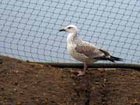 Goéland pontique Larus cachinnans