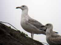 Goéland pontique Larus cachinnans