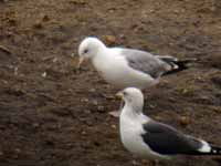 Goéland pontique Larus cachinnans