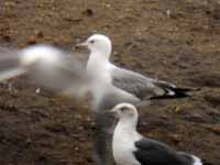 Goéland pontique Larus cachinnans