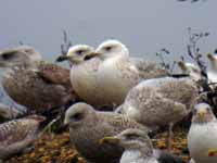 Goéland pontique Larus cachinnans