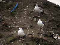 Goéland pontique Larus cachinnans