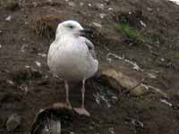 Goéland pontique Larus cachinnans