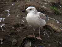 Goéland pontique Larus cachinnans