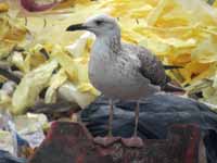 Goéland pontique Larus cachinnans