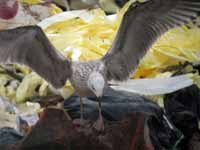 Goéland pontique Larus cachinnans