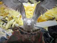 Goéland pontique Larus cachinnans