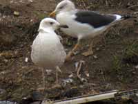 Goéland pontique Larus cachinnans