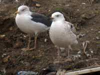 Goéland pontique Larus cachinnans