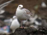 Goéland pontique Larus cachinnans