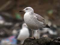 Goéland pontique Larus cachinnans