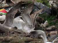 Goéland pontique Larus cachinnans