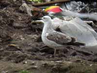 Goéland pontique Larus cachinnans