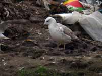 Goéland pontique Larus cachinnans