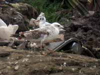 Goéland pontique Larus cachinnans