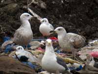 Goéland pontique Larus cachinnans