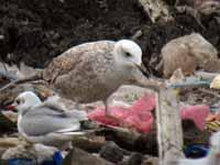 Goéland pontique Larus cachinnans