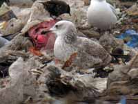 Goéland pontique Larus cachinnans