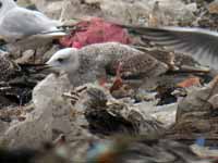 Goéland pontique Larus cachinnans