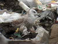 Goéland pontique Larus cachinnans