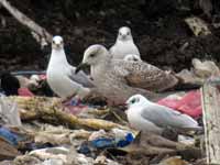 Goéland pontique Larus cachinnans