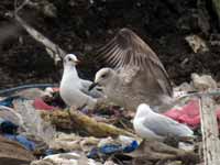 Goéland pontique Larus cachinnans