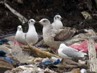 Goéland pontique Larus cachinnans