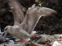 Goéland pontique Larus cachinnans