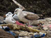 Goéland pontique Larus cachinnans