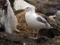 Goéland pontique Larus cachinnans