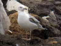 Goéland pontique Larus cachinnans