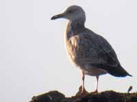 Goéland pontique Larus cachinnans