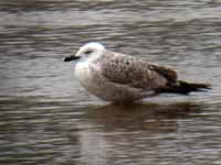 Goéland pontique Larus cachinnans