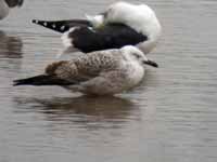 Goéland pontique Larus cachinnans