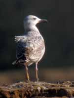 Goéland pontique Larus cachinnans