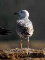 Goéland pontique Larus cachinnans