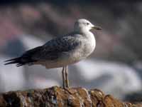 Goéland pontique Larus cachinnans