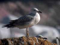 Goéland pontique Larus cachinnans