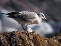 Goéland pontique Larus cachinnans